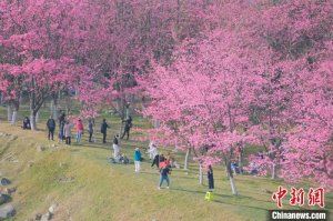 “去有花的地方”：大理大学樱花盛放