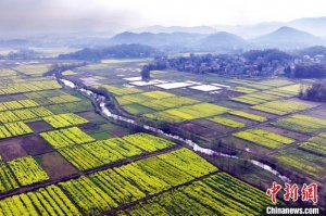 航拍江西万载千亩油菜花基地 金色花海扮靓乡村