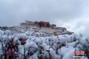 古城拉萨迎来“桃花雪” 白雪与春景相互交织