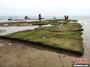 广西北海涠洲岛五彩滩附着大量藻类