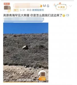 网传青海发现野生大熊猫 专家回应称：不可能