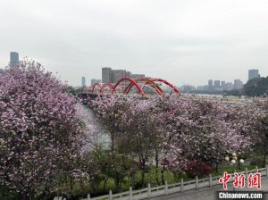 广西柳州30万株洋紫荆盛放 城市成“大花园”