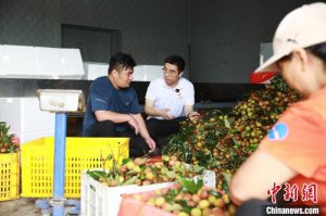 拱北海关助推高州荔枝搭上供澳“直通车”