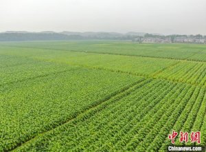 航拍江西上高初夏秀美田园 绿意盎然孕育丰收希望