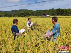 广西抓好“双抢”工作 确保粮食增产丰收