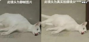 当家主母中的猫是真的死了吗？ 它是被毒死的！