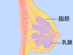 女生的胸部这可不兴乱揉